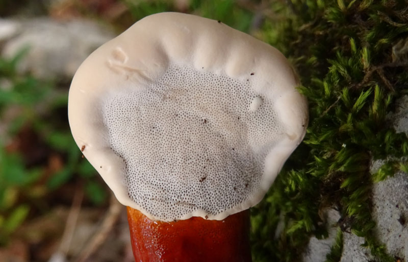 Ganoderma lucidum